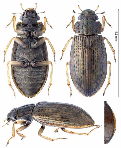 Helophorus sp.